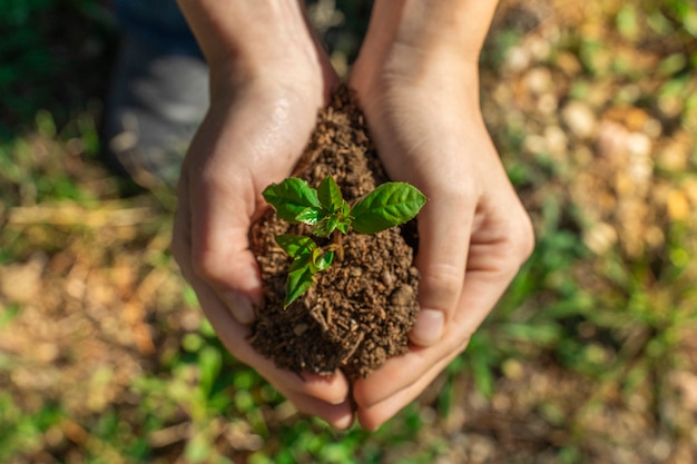 Handen met jonge plant op onscherpe groene natuur achtergrond met zonlicht