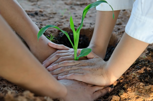 Handen met jonge plant