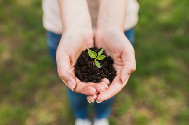 Handen met kleine plant