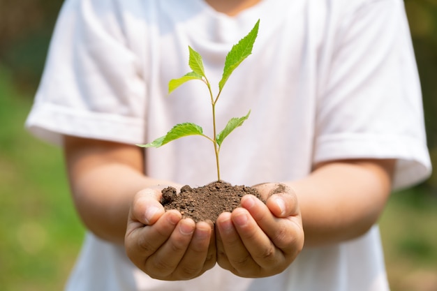 Handen met plant in de bodem