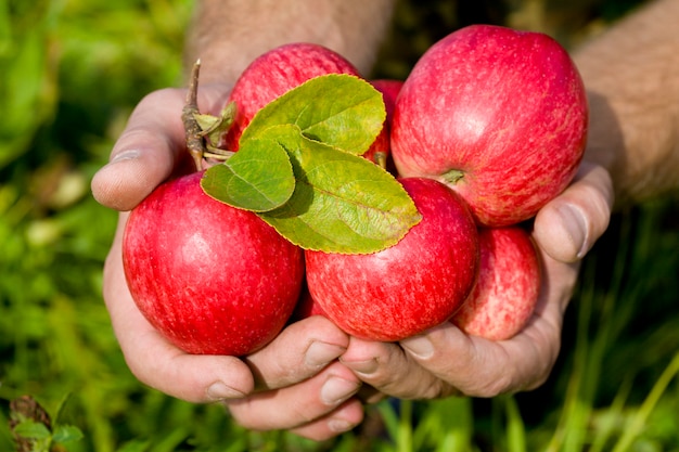 Handen met rode appels