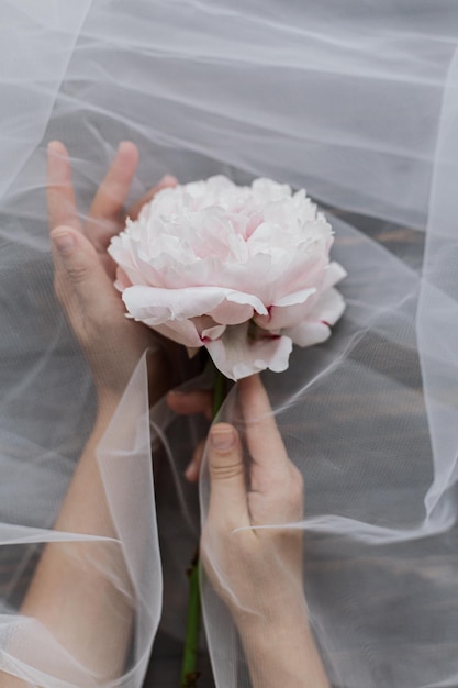 Handen met tedere pioenbloem onder tule stof op donker hout Mooie lente-esthetiek