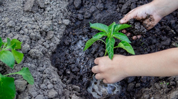 handen planten zaailingen in de grond in de tuin