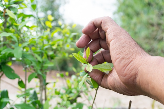 Handen plukken de zachte scheuten van groenten, tuinman plukken Melientha suavis Pierre.