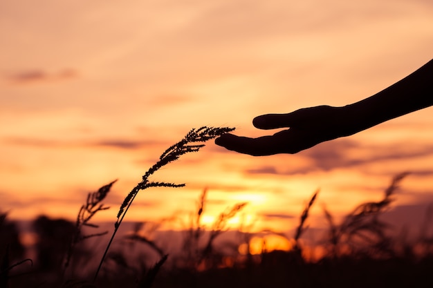 Handen raken het gras bij zonsondergang.