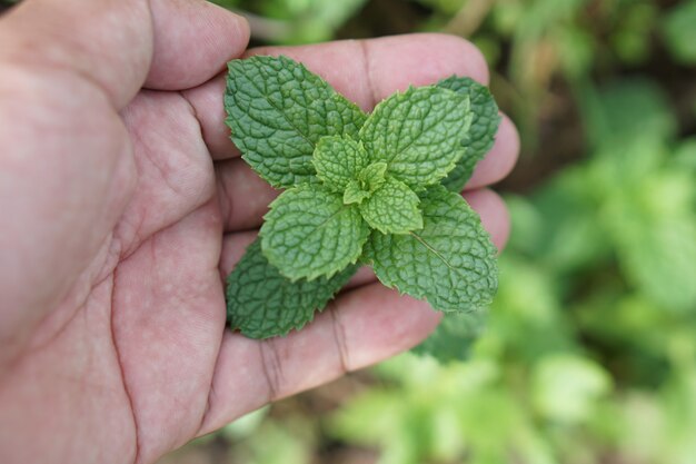 Handen raken keukenmunt, moerasmunt of melissa officinalis bomen