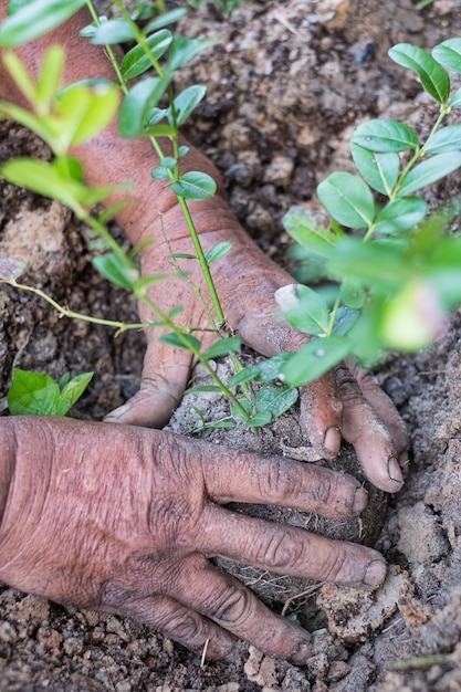 Handen tijdens het planten van een jonge boom, red de wereld, genees de wereld, houd van de natuur