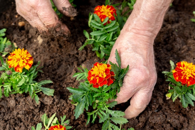 Handen van bejaarde die een bloem planten in de grond van een bloembed.