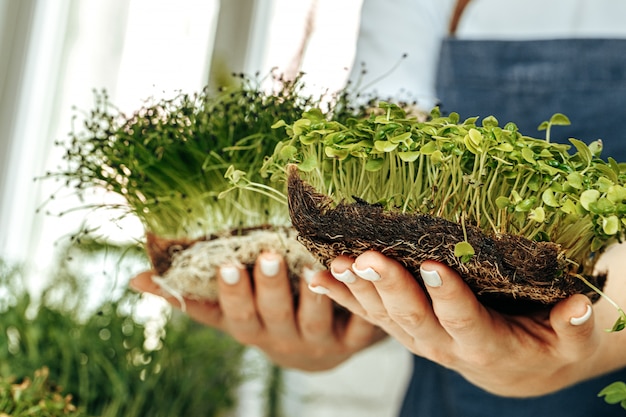 Handen van de dienbladen van een vrouwenholding met micro groen