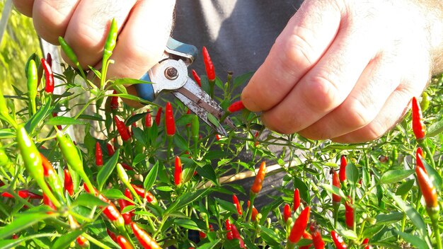 handen van de man gebruiken schaar gesneden chili op de chili boom