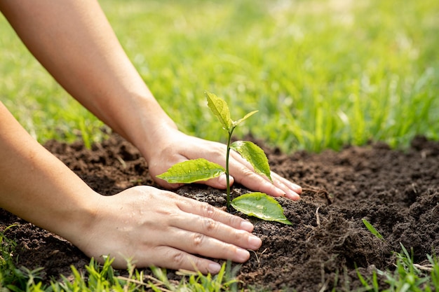 Handen van de mannen die planten vasthouden om in de grond te planten Man met groene zaailing in de grond Nationale boomplantdag Save Earth-concept