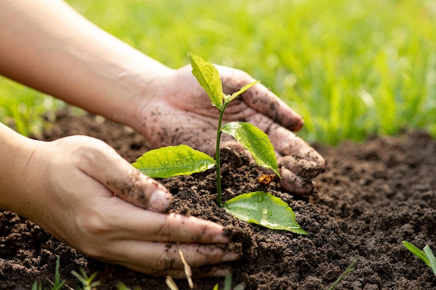 Handen van de mannen die planten vasthouden om in de grond te planten Man met groene zaailing in de grond Nationale boomplantdag Save Earth-concept