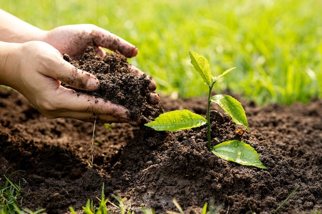 Handen van de mannen die planten vasthouden om in de grond te planten Man met groene zaailing in de grond Nationale boomplantdag Save Earth-concept