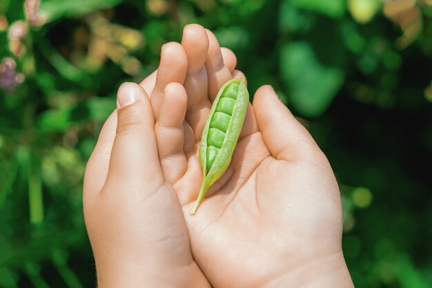 Handen van een kind met een open peul in de tuin.