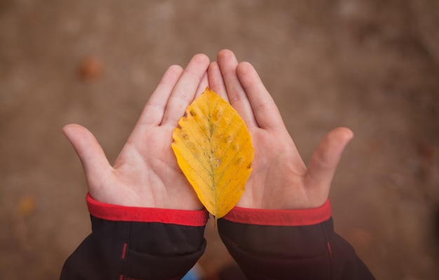 Handen van een kind met het gele blad