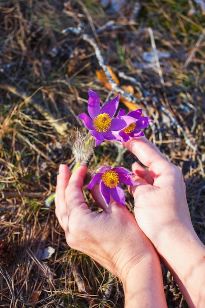 Handen van een meisje verzamelen pasqueflower in het lentebos