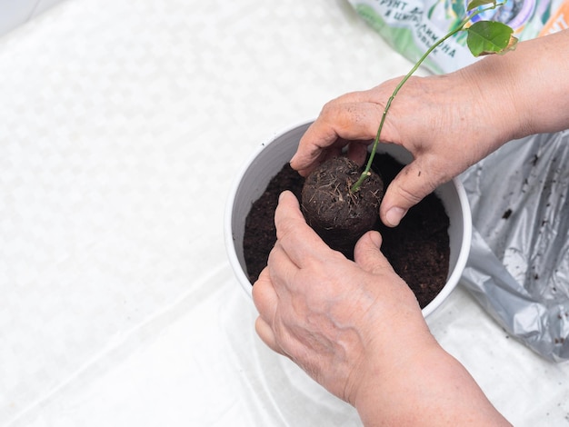 Handen van een oudere vrouw die een citroenplant plant in een witte pot Lente aanplant ecologisch concept