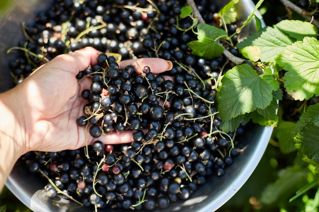 Handen van een vrouw die bessen oogst Vers verzamelde biologische zwarte bessen in een kom in de huistuinstruikoogst van berryxA
