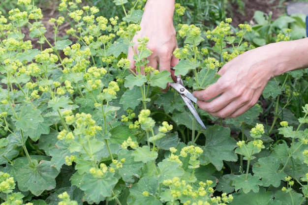 Handen van een vrouw die in de tuin snijdt