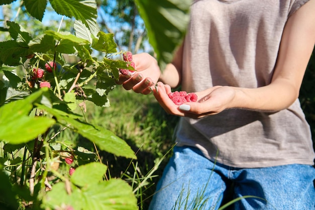 Handen van een vrouw die rijpe frambozen plukt in de zomertuin