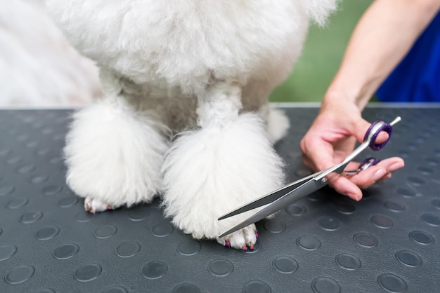 handen van een vrouwelijke groomer met schaar die de poot van een witte pluizige miniatuur poedel in een grooming salon snijdt