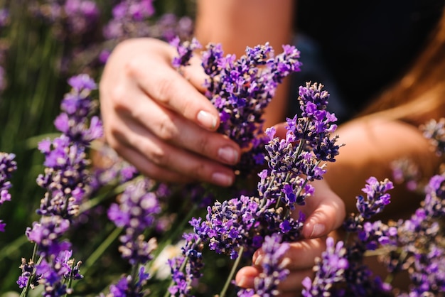 Handen van mooi meisje houden paarse lavendel in veld Meisje handen verzamelen lavendel Vrouw in het lavendelveld Geniet van de bloemen glade zomer Beneden weergave Close-up