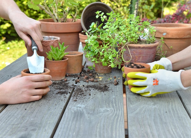 Handen van tuinlieden die samen groene installaties op een tuintafel oppotten