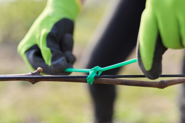 Handen van tuinman die wijnstok met tape aan de steun bindt, close-up, eerste lentewerk in wijngaard