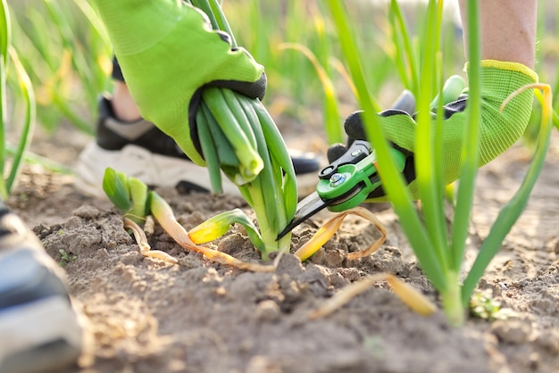 Handen van tuinman in handschoenen met schaar snoeischaar snijden groene uien in moestuin close-up. Natuurlijk, biologisch, zelfgekweekt gezond eten, hobby