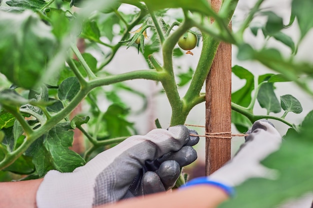 Handen van tuinman vastgebonden tomaat in de tuin. Het meisje zorgt voor tomaten en kruiden.