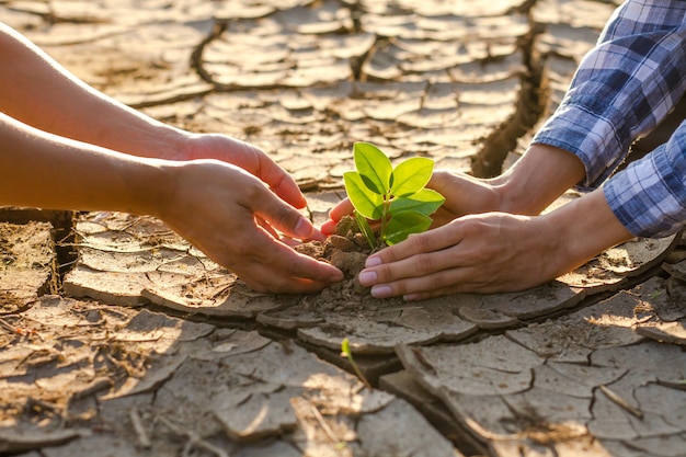 Handen van twee mensen planten plant op droge grond