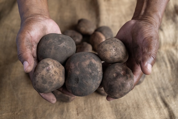 Handen van zwarte mensenlandbouwer die verschillende grootte van vuile aardappels en jutemat op de achtergrond tonen