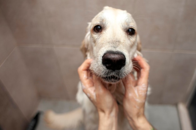 Handen wassen golden retriever pup in de douche thuis