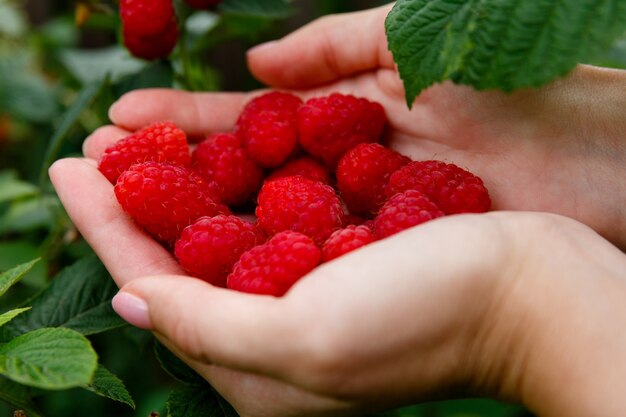 handful of big raspberries in the palms on raspberry bush