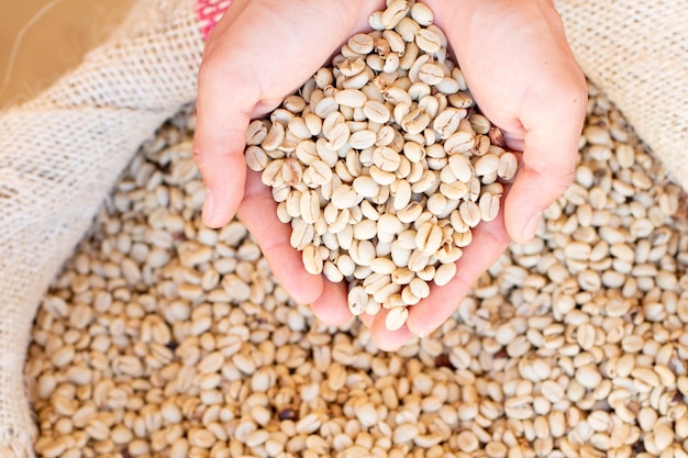 Handful of coffee from a sack Hands full of dry coffee Holding a handful of coffee beans