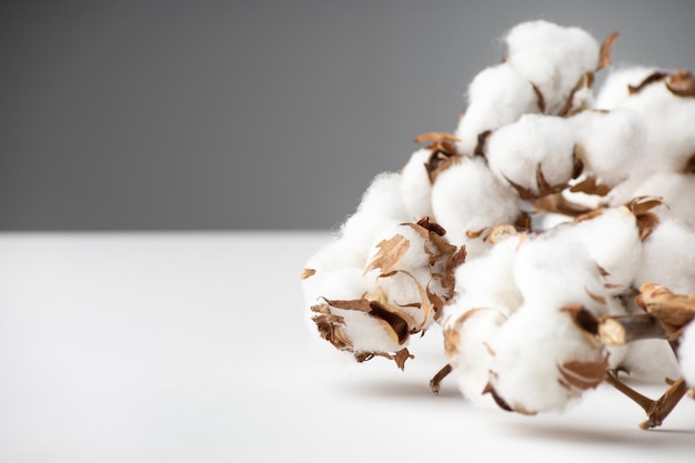 A handful of cotton on a white table on a gray background macro