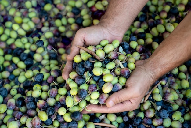Handful of harvests of fresh olives in men's hands, harvesting olives, closeup