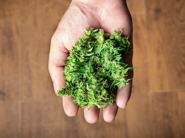 Handful of marijuana buds in hand medicinal green cannabis buds