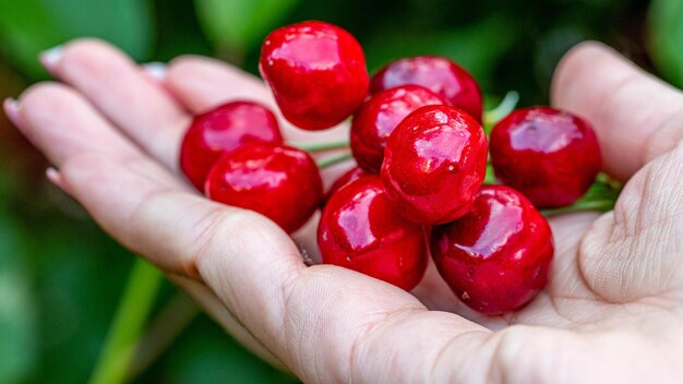 A handful of ripe cherries in the girls hand