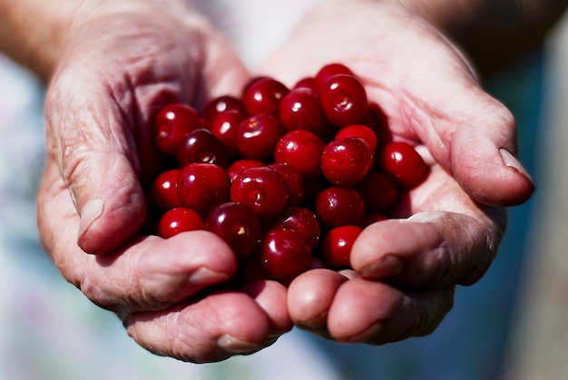 Handful of ripe cherries in the palm your hand