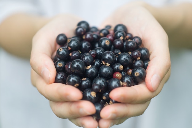 A handful of ripe forest blackcurrant (blackberry) in the hands