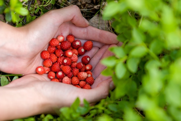 A handful of ripe red forest strawberries in hands