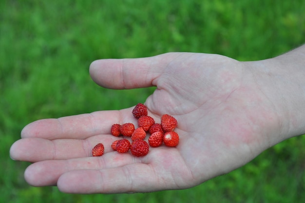 A handful of ripe wild forest strawberries in the palm of a man