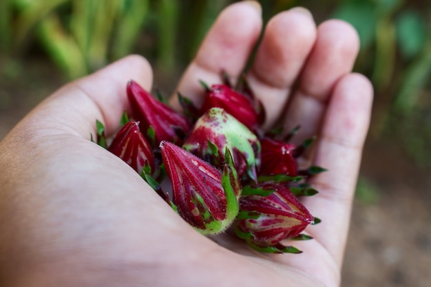 Handful of Rosella Pod