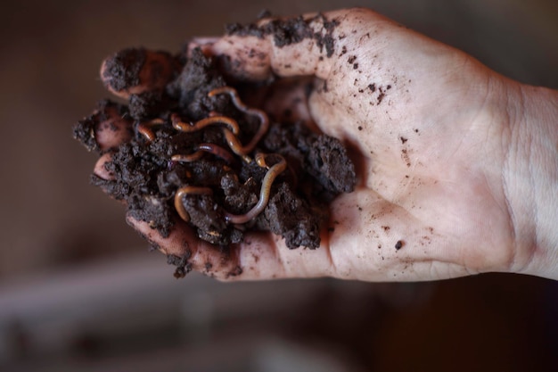 Handful of soil with worms