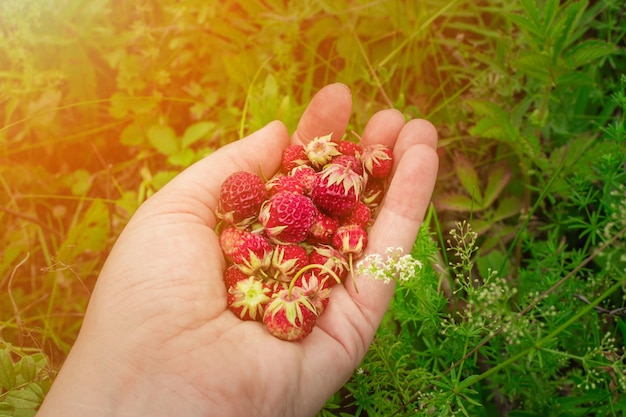 소수의 야생 초원 딸기 또는 Fragaria viridis. 잘 익은 빨간 에코 바이오 야생 딸기를 들고 손