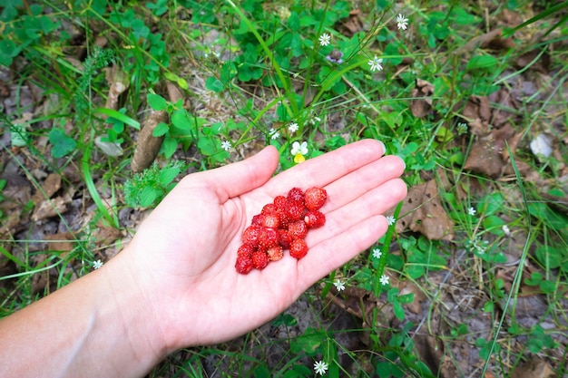 Handful of wild strawberries picked in the forest