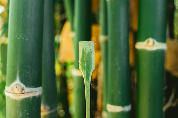 Foto handgemaakte bamboe lepel. natuurlijk gebruiksvoorwerp ecologisch. hergebruik en recycle organische hulpmiddelen. handgemaakte beker en lepel met bamboe hout.