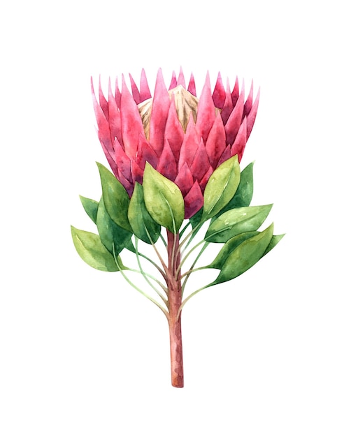 Handgeschilderde aquarel protea bloem geïsoleerd op een witte achtergrond