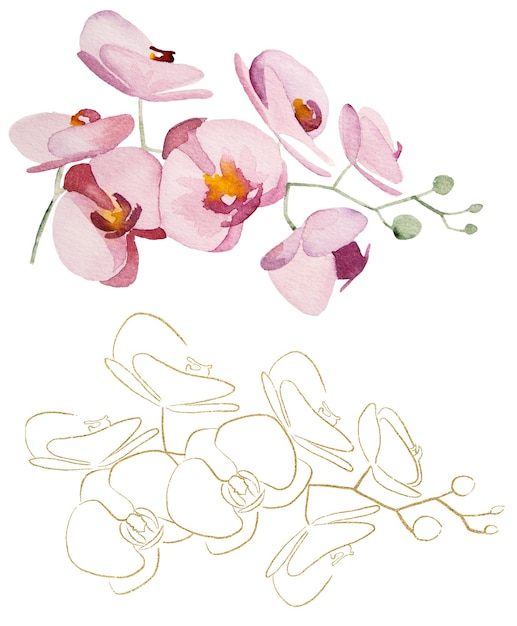 Handgeschilderde en gouden contouren tropische orchidee bloemen geïsoleerde element illustratie